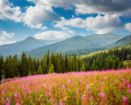 Splendid summer scene of mountains on a sunny day. Carpathian mountains, Ukraine. © Leonid Tit