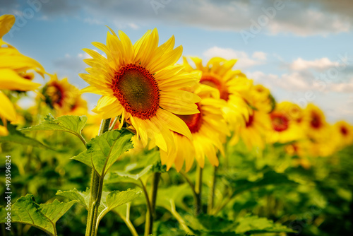 Attractive scene of vivid yellow sunflowers in the sunny day. Location Ukraine  Europe.