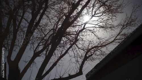 Bright Full Moon Halloween Moonlight with Creepy Wooded Tree Branches Atmosphere