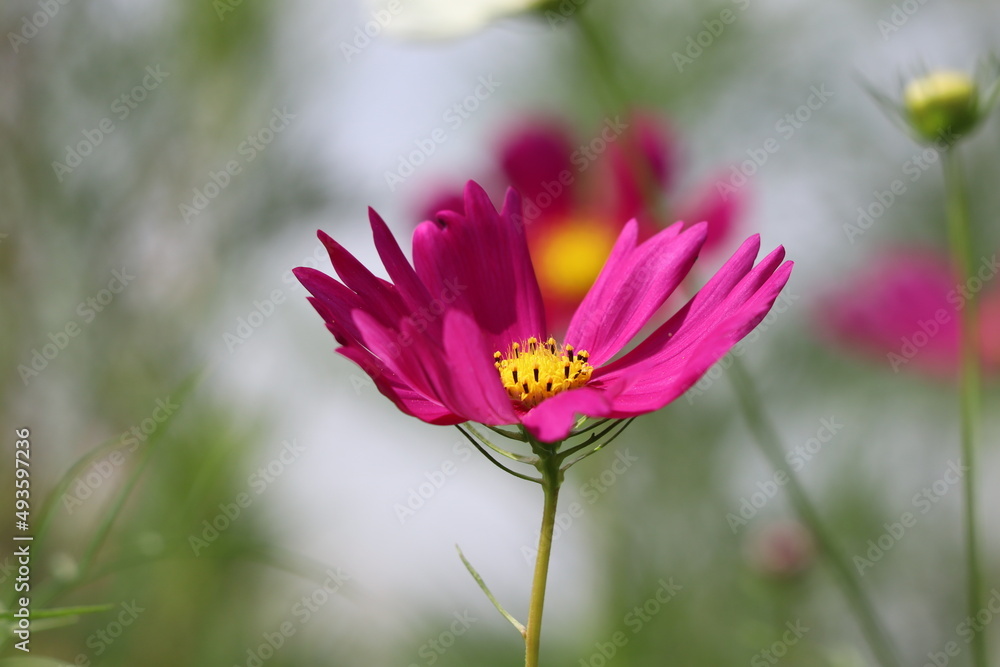 日本の秋の庭に咲くピンク色のコスモスの花