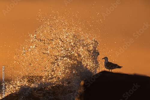 Herring gull in backlight