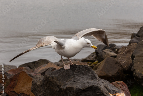 Seagull at the rock, Vestmanna, Faroe Islands. photo