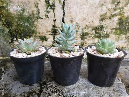 hand holding a small pot of ornamental plants 