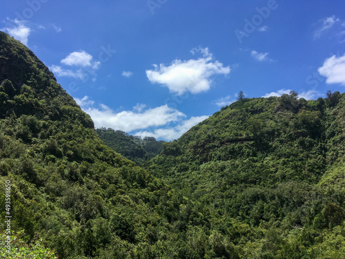 Vegetación subtropical en el sendero de Los Tilos de Moya, en la isla de Gran Canaria, España. Vegetación exhuberante que crece en el lado norte de la isla. Espacio protegido, Reserva Natural Especial