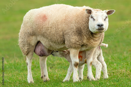 Close up of a fine Texel ewe or female sheep with her newborn lamb suckling milk in a green meadow in early Spring   Clean  green background.  North Yorkshire. Copy Space.  Horizontal.