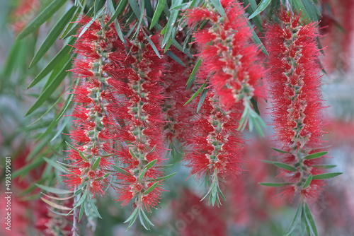 a Callistemon rigidus plant with green and red leaves citrius photo
