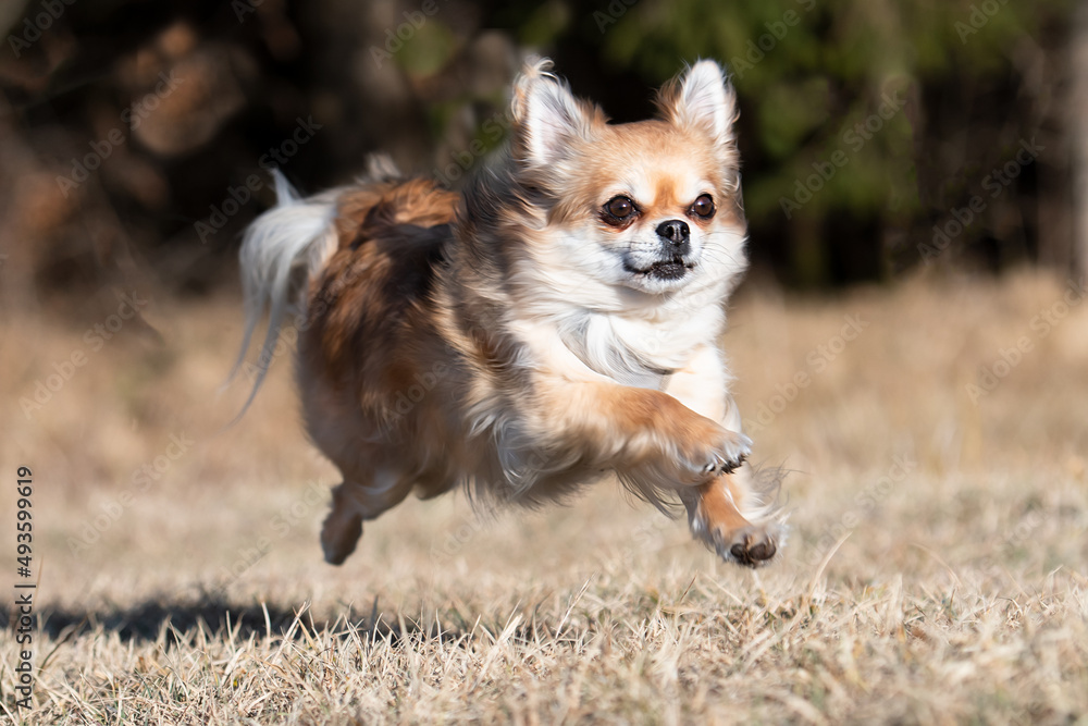Chihuahua im Galopp Chihuahua im Galopp