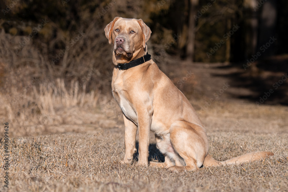 Labrador