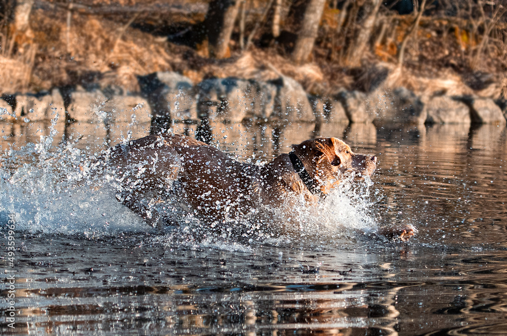 Fototapeta premium Labrador rennt in Wasser