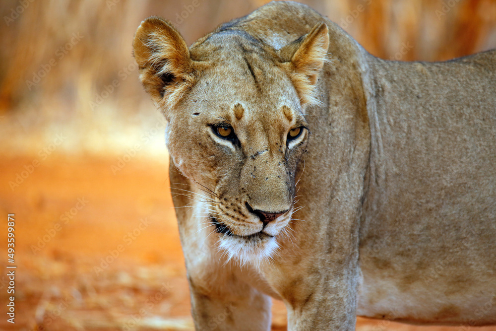 Fototapeta premium Close-up of a Lioness (Panthera Leo). Tsavo East, Kenya