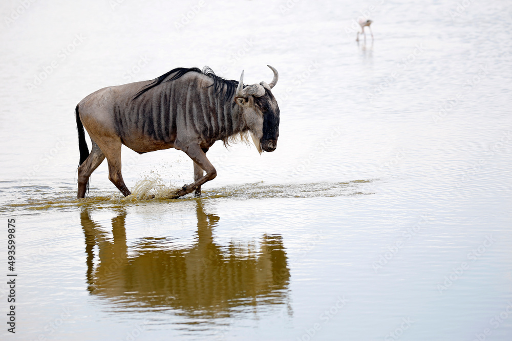 Blue Wildebeest (Connochaetes taurinus) Wading in Water. Amboseli, Kenya Blue Wildebeest (Connochaetes taurinus) Wading in Water. Amboseli, Kenya