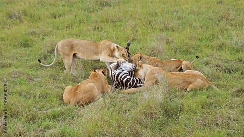 Lionesses hunted zebras. A family of lions eats a hunted zebra. Lionesses have killed a zebra in the Masai Mara National Park and are eating with their kittens. Hunting in the wild.