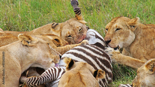 Lionesses hunted zebras. A family of lions eats a hunted zebra. Lionesses have killed a zebra in the Masai Mara National Park and are eating with their kittens. Hunting in the wild.