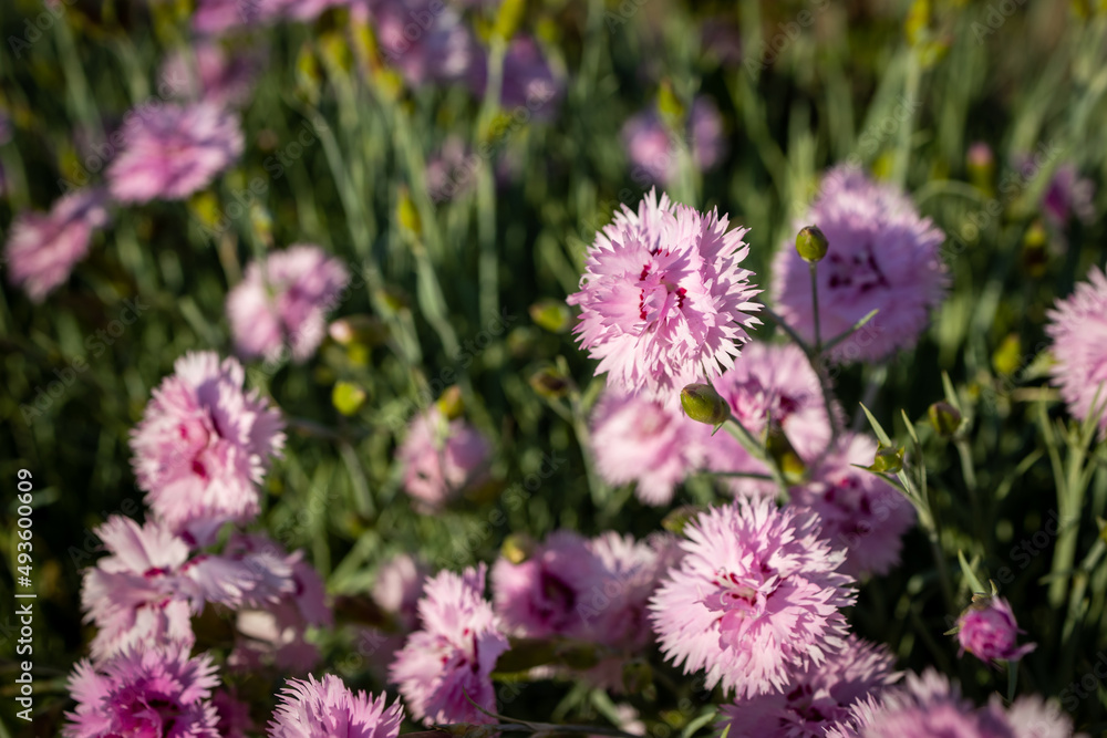 Deep cerise pink single Dianthus caryophyllus, carnation clove pink, species of Dianthus, fills a garden with a delicious clove fragrance - Image Deep cerise pink single Dianthus caryophyllus, carnation clove pink, species of Dianthus, fills a garden with a delicious clove fragrance - Image