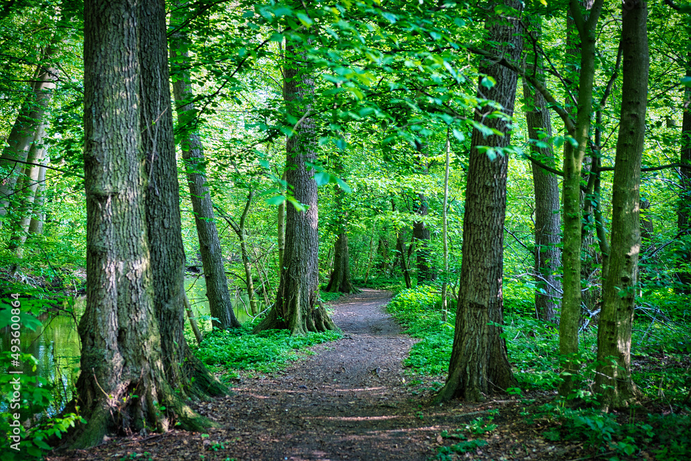 Obraz premium Waldbilder