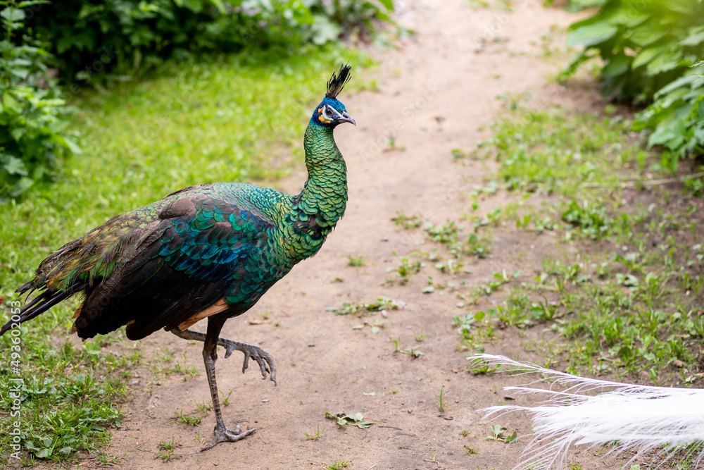 Portrait of beautiful peacock with feathers in great metalic colors. Indian or blue peafowl. Brightly colored male peacock foraging through the park,forest, the peacock is capable of flying. Portrait of beautiful peacock with feathers in great metalic colors. Indian or blue peafowl. Brightly colored male peacock foraging through the park,forest, the peacock is capable of flying.