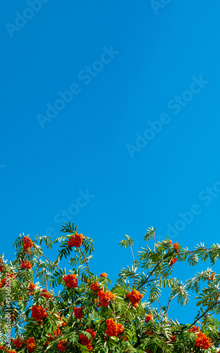 A branches of rowan with red berries background blue sky banner. Autumn and natural background. Autumn banner with rowan berries and leaves. Copy space.