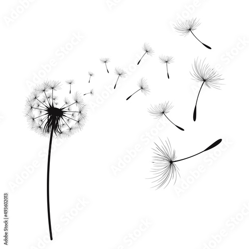 Fototapeta Naklejka Na Ścianę i Meble -  Vector illustration dandelion time. Dandelion seeds blowing in the wind. The wind inflates a dandelion isolated in white background