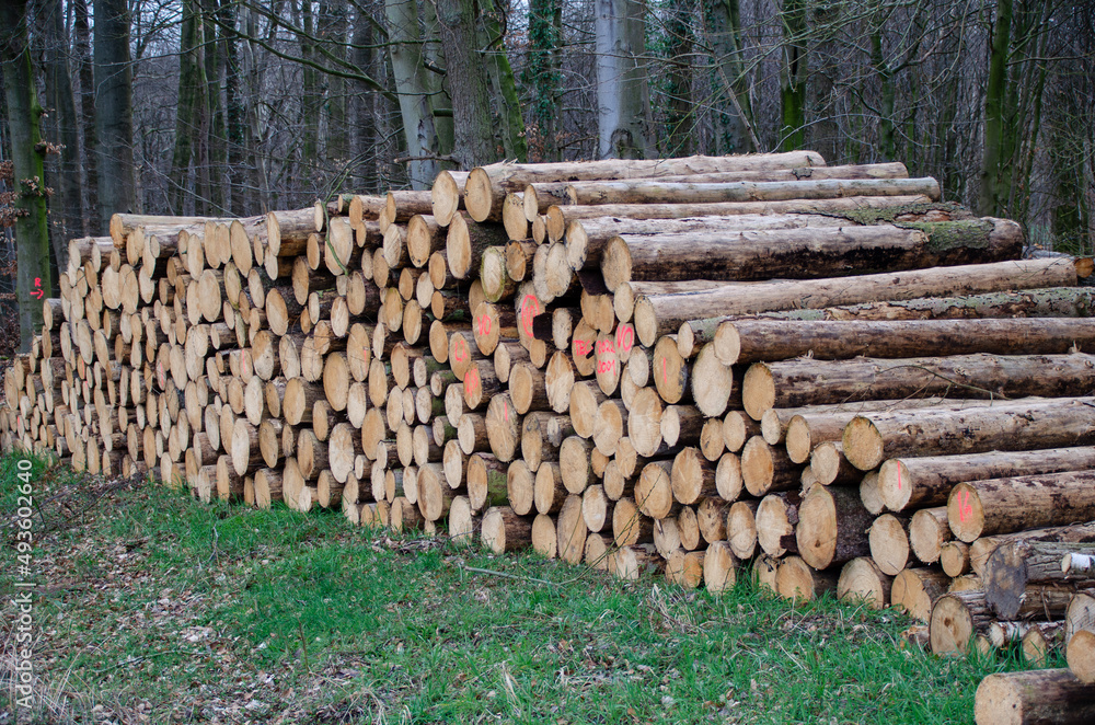 a stack of wood in the forest