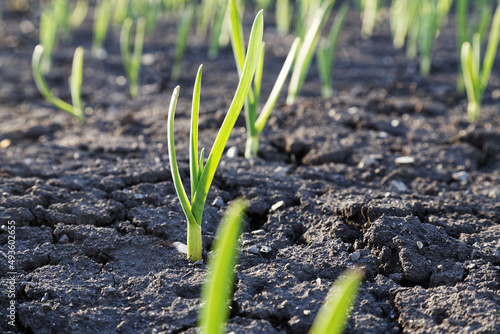 Fotografie Young small green sprouts on an empty bare ground