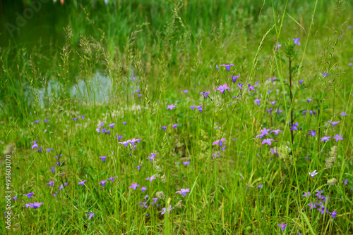 bluebells in green grass on meadow in summer