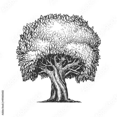 Big tree with leaves drawn in sketch style. Nature vector illustration