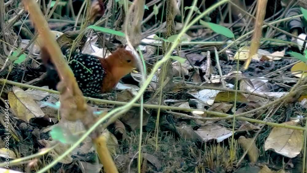 White-spotted Flufftail rare shy bird White-spotted Flufftail rare shy bird