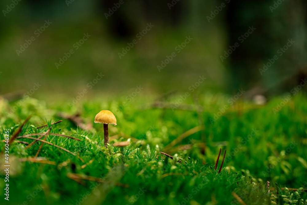 Mushrooms growing in the wild forest in Czech republic (Czechia) Mushrooms growing in the wild forest in Czech republic (Czechia)