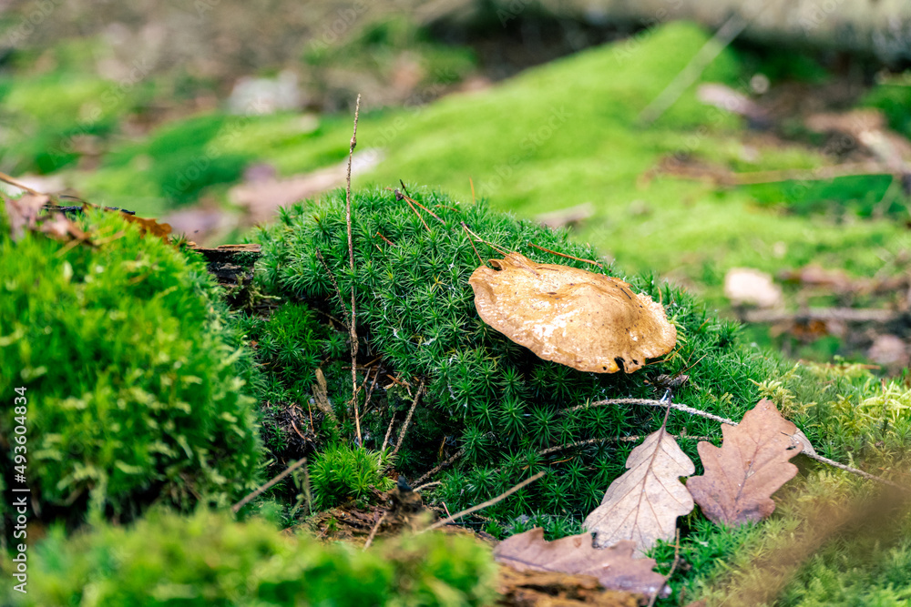 Mushrooms growing in the wild forest in Czech republic (Czechia) Mushrooms growing in the wild forest in Czech republic (Czechia)