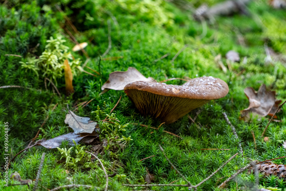 Fototapeta premium Mushrooms growing in the wild forest in Czech republic (Czechia)