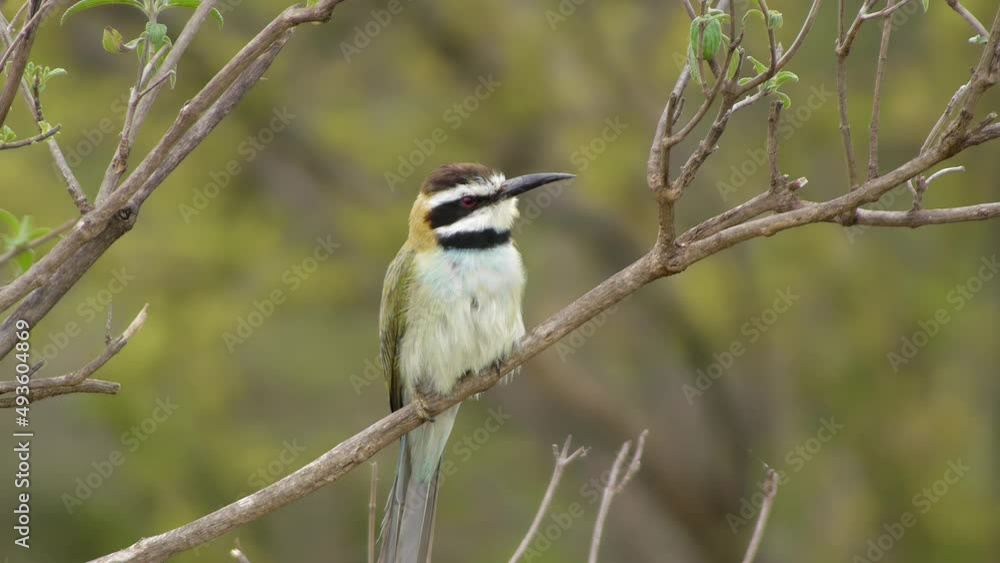 White-fronted Bee-eater calling foraging White-fronted Bee-eater calling foraging