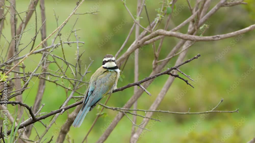White-fronted Bee-eater calling foraging White-fronted Bee-eater calling foraging