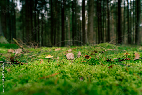 Mushrooms growing in the wild forest in Czech republic  Czechia 