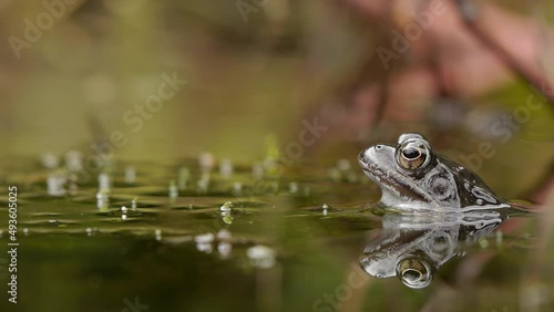 European common frog - Rana temporaria photo