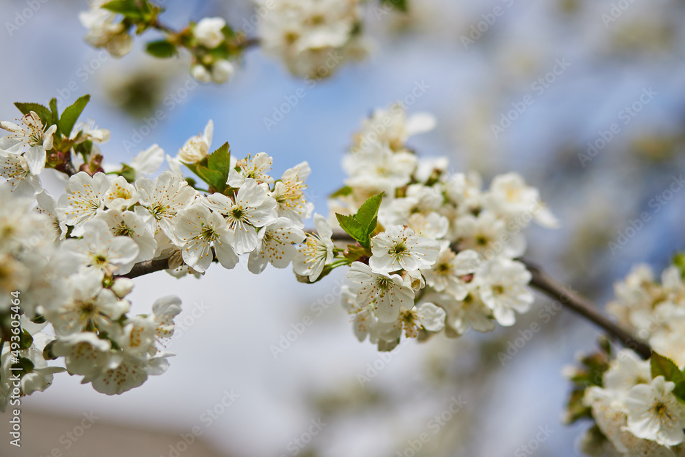Branches of blossoming cherry macro with soft focus on gentle light blue sky background in sunlight. Beautiful floral image of spring nature Branches of blossoming cherry macro with soft focus on gentle light blue sky background in sunlight. Beautiful floral image of spring nature