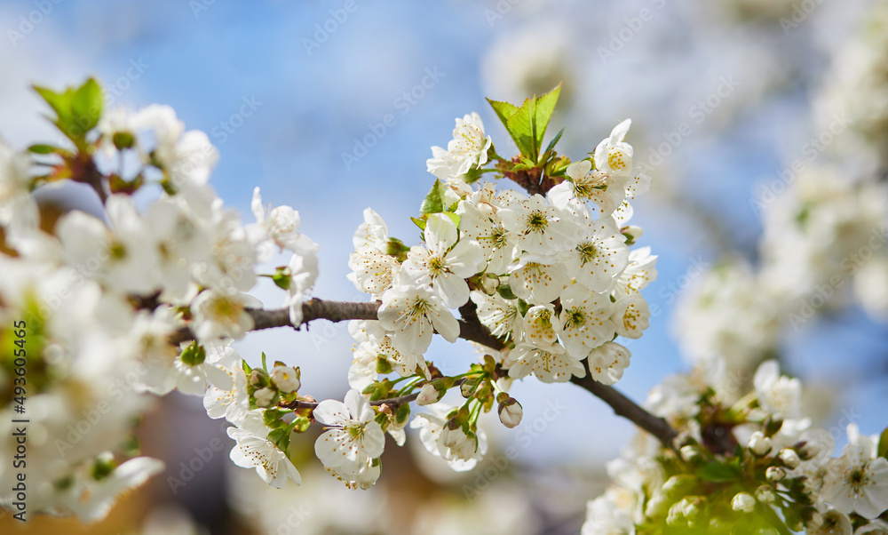 Branches of blossoming cherry macro with soft focus on gentle light blue sky background in sunlight. Beautiful floral image of spring nature