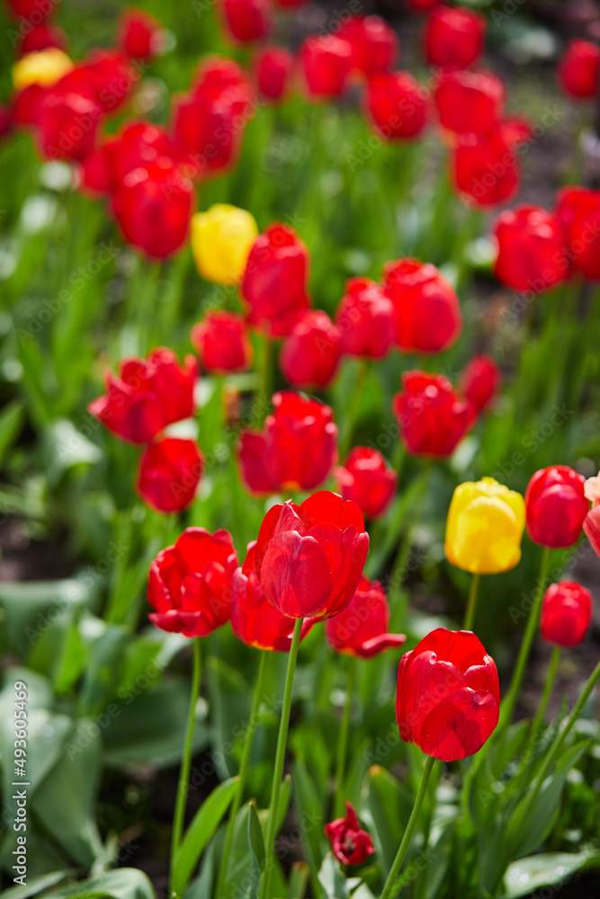 Group of red tulips in the park. Spring landscape. Group of red tulips in the park. Spring landscape.