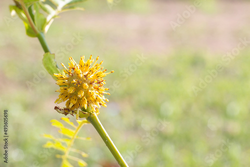 Yellow flower of Mitragyna speciosa (Korth.) Havil or Thai name Kratom is a drug and herb in the garden on blur nature background. photo