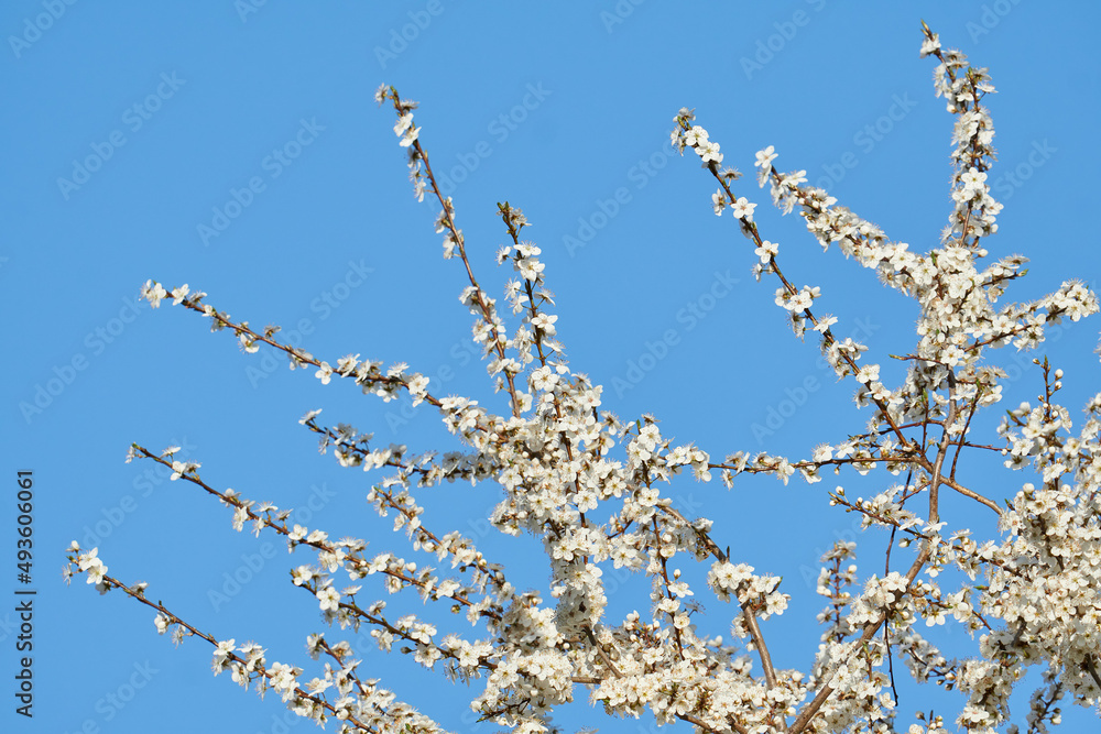 Spitze eines Mirabellenbaums in Vollbüte vor blauem Himmel Spitze eines Mirabellenbaums in Vollbüte vor blauem Himmel