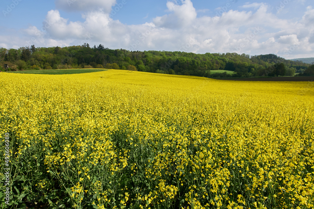 Blühende Rapsfelder im Kerkerbachtal