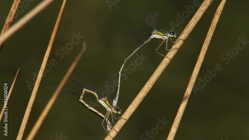 Small Spreadwing - Lestes virens photo