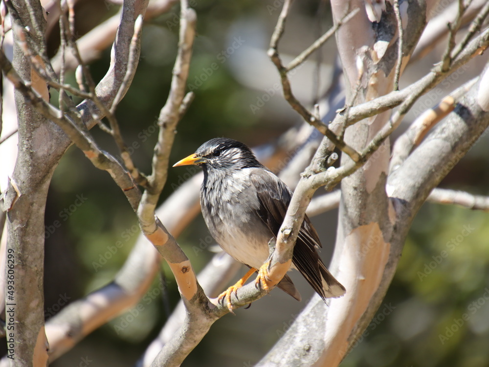 Fototapeta premium 木の枝に止まる野鳥