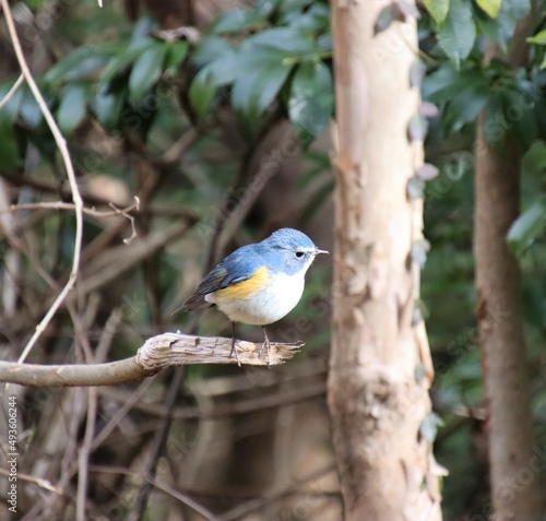キレイな青い鳥 © ジュンイチ ホシノ