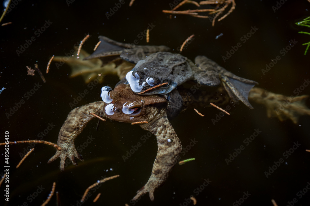 Pair of Toads mating during springtime in a pond - Fertilizing tadpole eggs Pair of Toads mating during springtime in a pond - Fertilizing tadpole eggs
