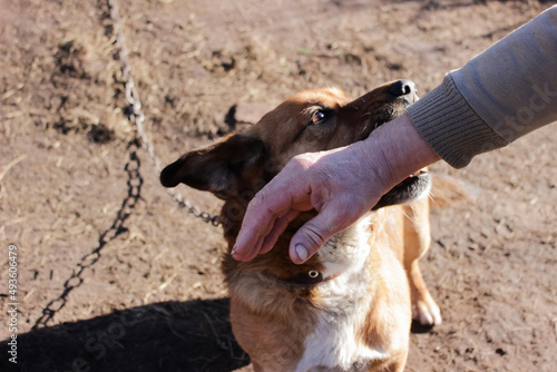  Dog bites at men's arms