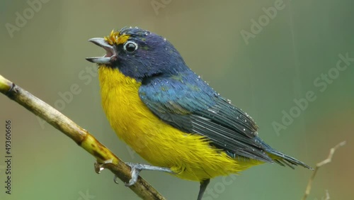 Violaceous euphonia - Euphonia violacea