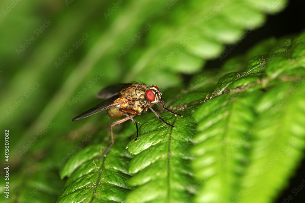 Delia radicum - cabbage fly - cabbage root fly - root fly - turnip fly Delia radicum - cabbage fly - cabbage root fly - root fly - turnip fly