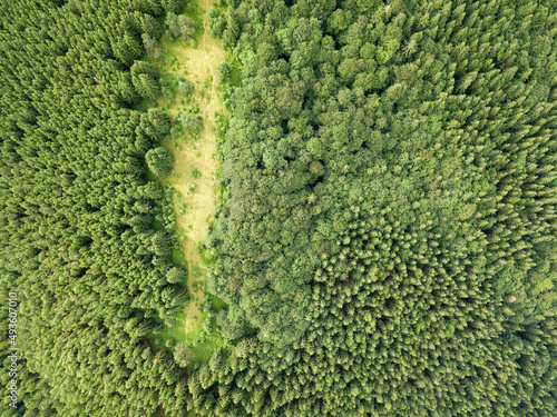 Coniferous trees on the slope of the mountain. Aerial drone view. © Sergey