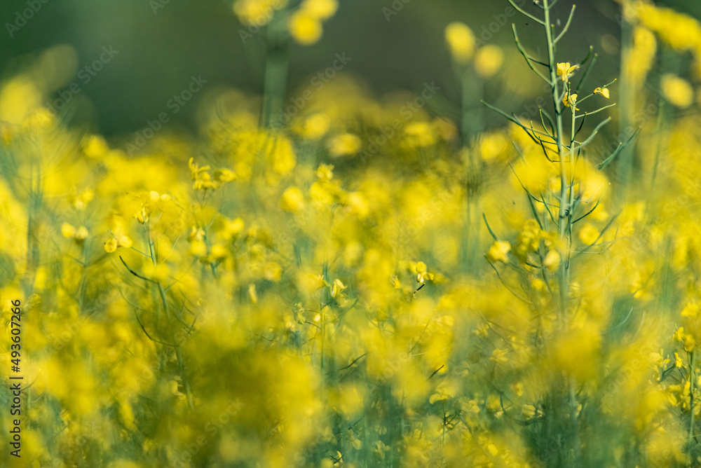 Rapeseed plant on a blurred background. A field of crops with yellow flowers.
