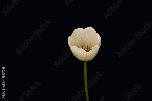 Tulip. White tulip flower on a black background. Opened tulip bud